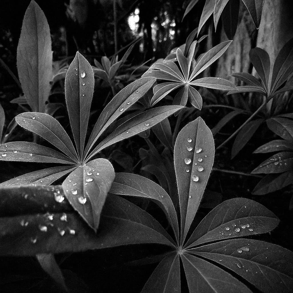 Black-and-white close-up of leaves covered with drops of water